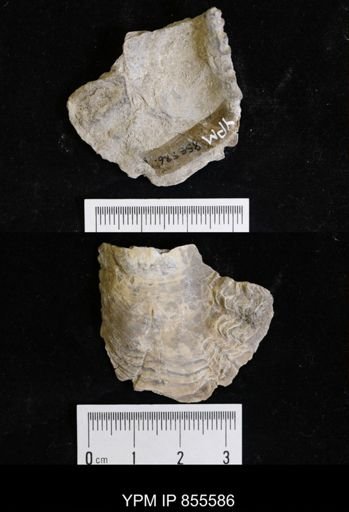 undet. Ostreidae