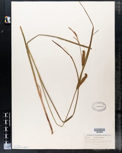Carex vesicaria