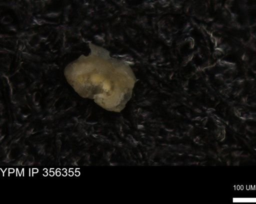 undet. Foraminiferida