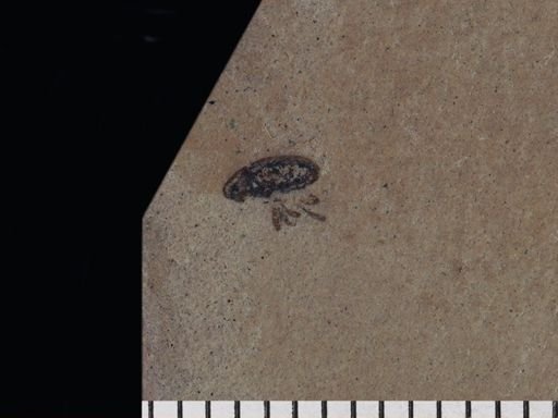 Curculionidae