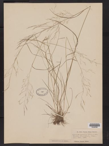 Agrostis hyemalis