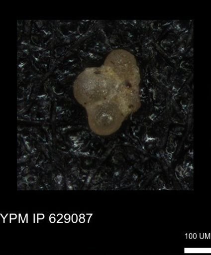 undet. Globigerinina