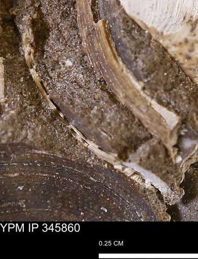 Limopsis striatopunctatus