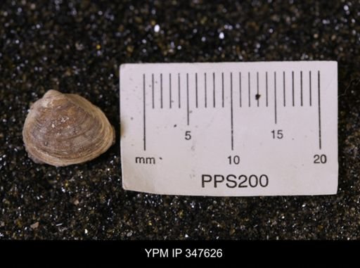 Limopsis striatopunctatus