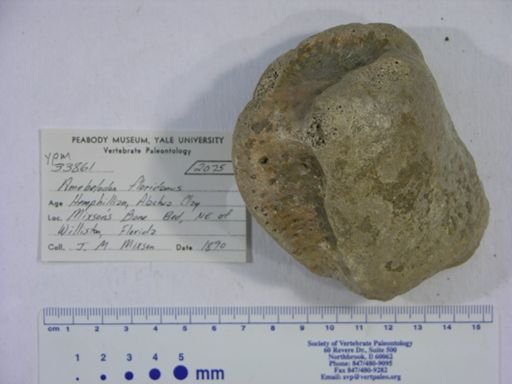 Amebelodon floridanus