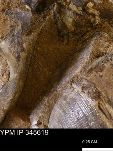 undet. Bivalvia