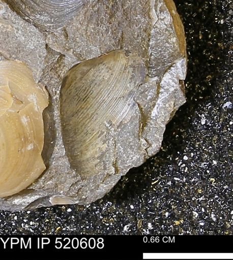 Encrinurus laurentinus