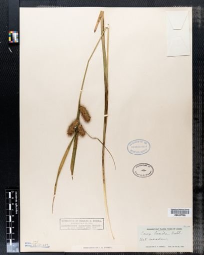 Carex lurida