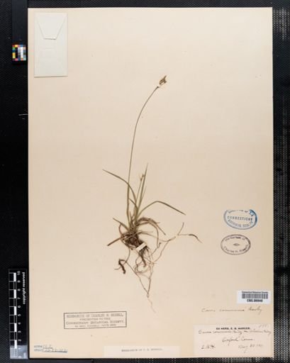 Carex communis