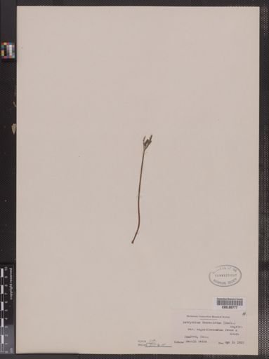 Botrychium lanceolatum