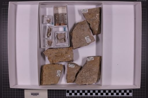 mixed taxa, stratigraphic collection