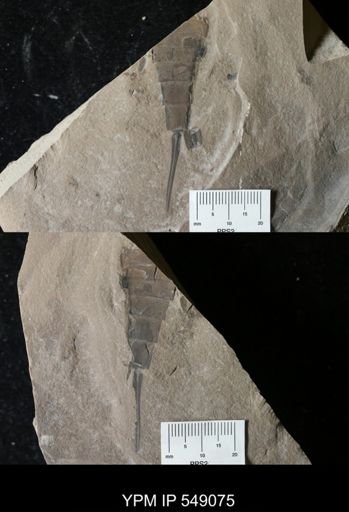 Eurypterus sp.