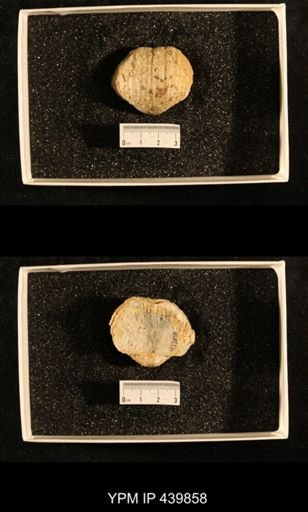Productus (Dictyoclostus) indicus