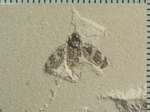 undet. Auchenorrhyncha