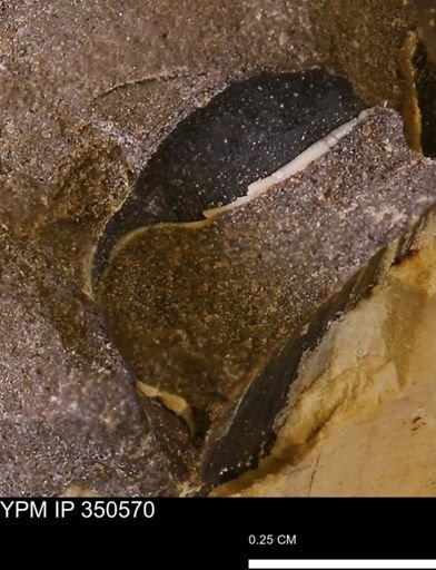 undet. Bivalvia