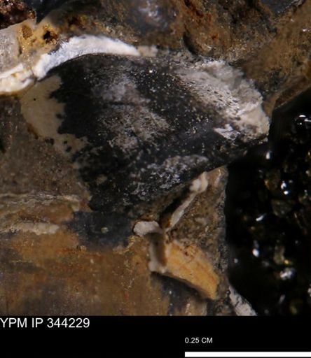 undet. Bivalvia