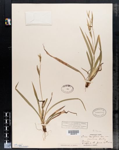 Carex laxiflora
