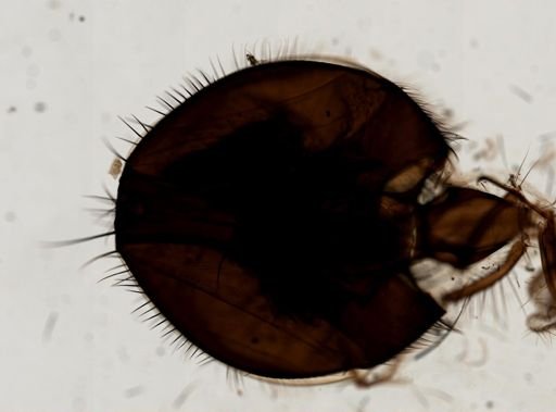 Diptera