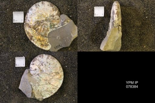 Hoploscaphites comprimus