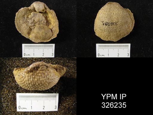 Pustula sp.