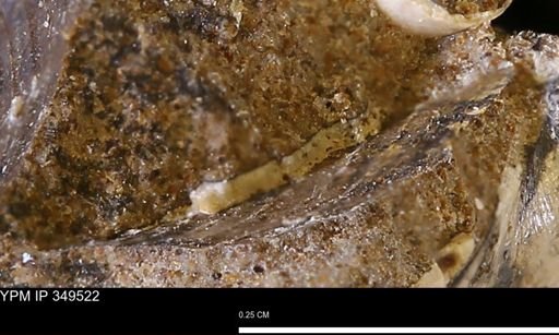 undet. Mollusca