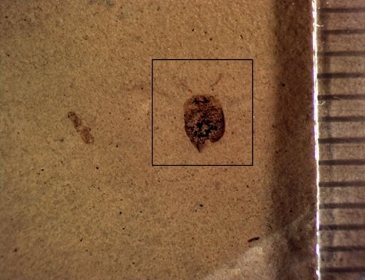 Cassidinae?