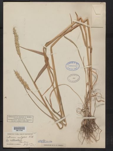 Triticum vulgare
