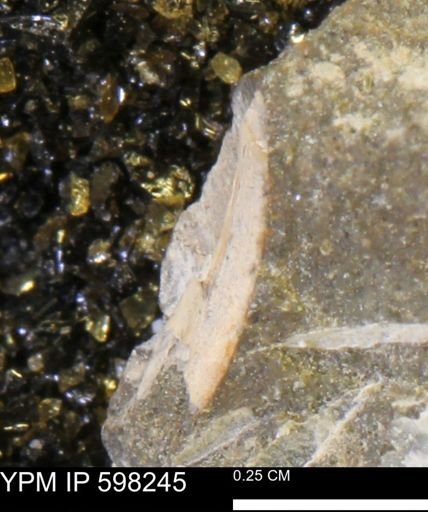 Limopsis striatopunctatus