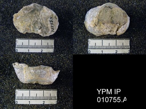Productus schucherti
