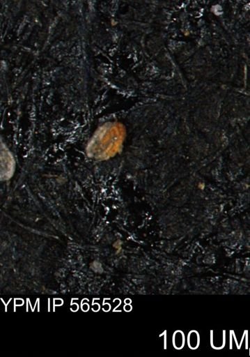 Spirolocammina planula