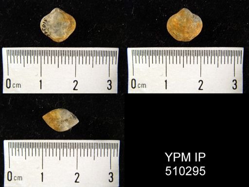 Athyris sp.