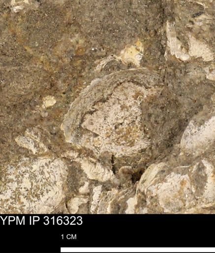 undet. Mollusca