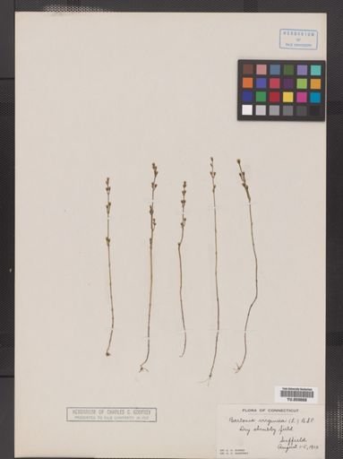 Bartonia virginica