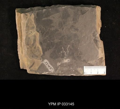 Mormolucoides articulatus