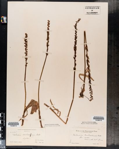 Habenaria