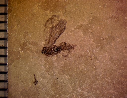 undet. Diptera