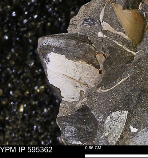 Protocardia sp.