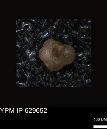 undet. Foraminiferida