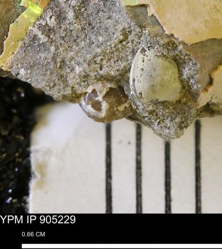 Corbulamella?