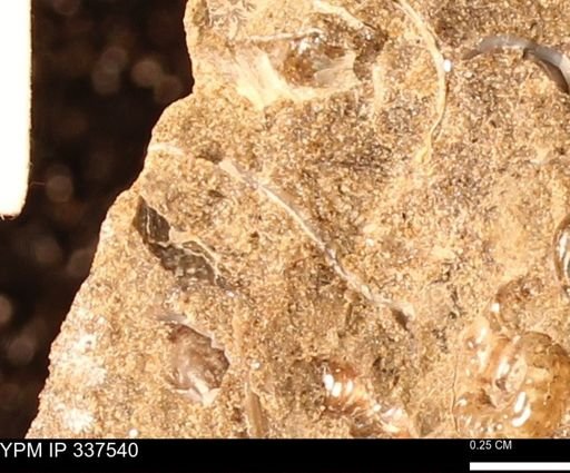 undet. Mollusca