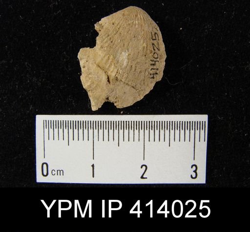 undet. Brachiopoda