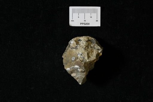 Bivalvia