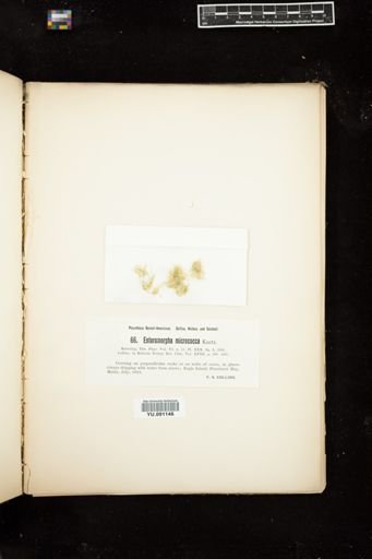 Enteromorpha micrococca