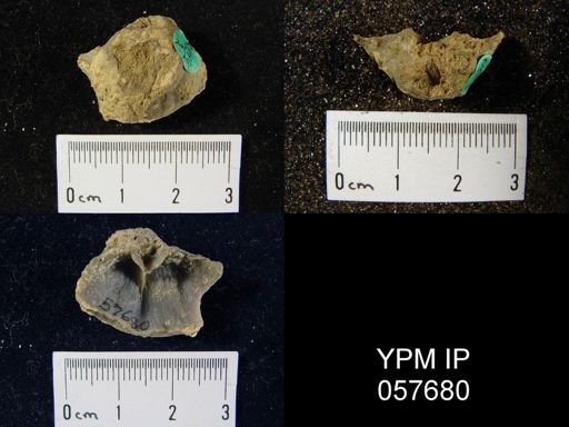 Gypidula coeymanensis