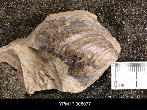 Inoceramus sp.