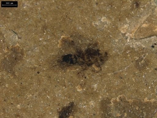 taxon undetermined