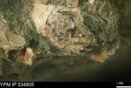 Protocardia subquadrata