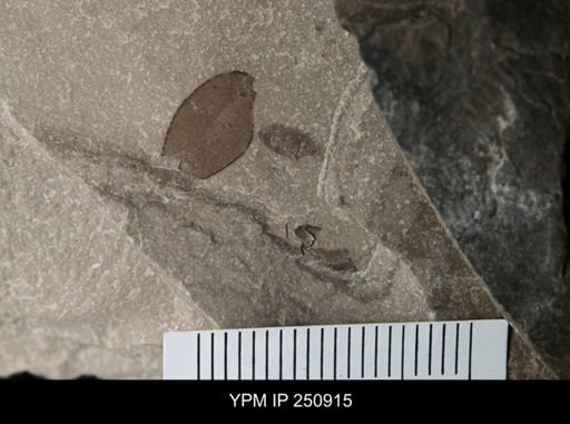 undet. Eurypterida