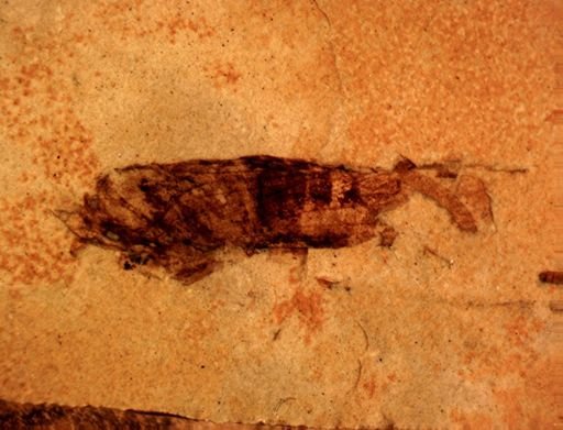 undet. Auchenorrhyncha