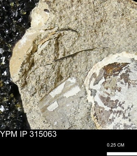undet. Scaphitidae